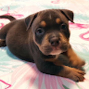 Meet your Posher, Jamie